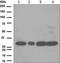 Cyclin Dependent Kinase 1 antibody, ab133327, Abcam, Western Blot image 