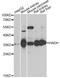 Hydroxyacyl-CoA Dehydrogenase antibody, STJ23909, St John