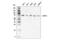 CTP Synthase 1 antibody, 98287S, Cell Signaling Technology, Western Blot image 