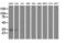 Translocase Of Outer Mitochondrial Membrane 34 antibody, LS-C337424, Lifespan Biosciences, Western Blot image 