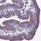 Bardet-Biedl Syndrome 7 antibody, HPA044592, Atlas Antibodies, Immunohistochemistry paraffin image 