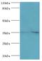 Thioredoxin-related transmembrane protein 2 antibody, MBS1496907, MyBioSource, Western Blot image 