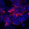 IQ Motif Containing F2 antibody, PA5-72886, Invitrogen Antibodies, Immunofluorescence image 