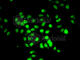 Regulatory Factor X5 antibody, A6968, ABclonal Technology, Immunofluorescence image 