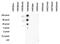 Trimethyl Histone H3K9 antibody, 49-1017, Invitrogen Antibodies, Dot Blot image 