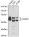 SMAD Family Member 9 antibody, A04932, Boster Biological Technology, Western Blot image 