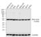 Beta-Actin antibody, AM4302, Invitrogen Antibodies, Western Blot image 