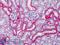 Basigin (Ok Blood Group) antibody, LS-B4883, Lifespan Biosciences, Immunohistochemistry paraffin image 