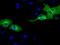 Adenylate Kinase 5 antibody, TA501650, Origene, Immunofluorescence image 