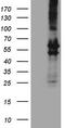 Peripherin antibody, LS-C339890, Lifespan Biosciences, Western Blot image 