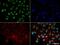 Heterogeneous Nuclear Ribonucleoprotein L antibody, NB120-6106, Novus Biologicals, Immunocytochemistry image 