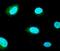 Goosecoid Homeobox antibody, AF4086, R&D Systems, Immunofluorescence image 