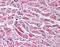 Kiaa0086 antibody, orb87583, Biorbyt, Immunohistochemistry paraffin image 