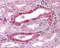 CAC antibody, 48-664, ProSci, Immunohistochemistry paraffin image 