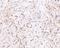 Adhesion G Protein-Coupled Receptor A2 antibody, NBP1-76844, Novus Biologicals, Immunohistochemistry frozen image 