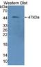 Creatine Kinase, Mitochondrial 2 antibody, LS-C372956, Lifespan Biosciences, Western Blot image 