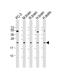 RAB18, Member RAS Oncogene Family antibody, MA5-24744, Invitrogen Antibodies, Western Blot image 