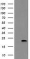 Copper Metabolism Domain Containing 1 antibody, TA504889S, Origene, Western Blot image 