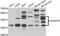 Ras Association Domain Family Member 5 antibody, abx007174, Abbexa, Western Blot image 