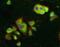 HIF-2-alpha antibody, PA5-19494, Invitrogen Antibodies, Immunofluorescence image 