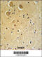 Family With Sequence Similarity 92 Member A antibody, 61-817, ProSci, Immunohistochemistry paraffin image 