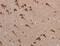 Protein O-Mannosyltransferase 1 antibody, MBS2519021, MyBioSource, Immunohistochemistry frozen image 