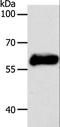 Keratin 10 antibody, LS-B16390, Lifespan Biosciences, Western Blot image 