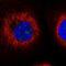 ATP Synthase Mitochondrial F1 Complex Assembly Factor 1 antibody, PA5-60870, Invitrogen Antibodies, Immunofluorescence image 