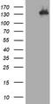 TSC Complex Subunit 1 antibody, LS-C789385, Lifespan Biosciences, Western Blot image 