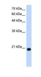 Ubiquitously Expressed Prefoldin Like Chaperone antibody, orb330522, Biorbyt, Western Blot image 