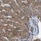 Translational Activator Of Cytochrome C Oxidase I antibody, NBP1-88162, Novus Biologicals, Immunohistochemistry paraffin image 