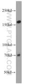 Non-SMC Condensin II Complex Subunit D3 antibody, 16828-1-AP, Proteintech Group, Western Blot image 