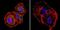 Mesothelioma antibody, NBP2-22442, Novus Biologicals, Immunofluorescence image 