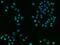 Triggering Receptor Expressed On Myeloid Cells 2 antibody, GTX02027, GeneTex, Immunofluorescence image 