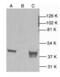 p38 antibody, AHP2410, Bio-Rad (formerly AbD Serotec) , Western Blot image 