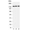 Protein Phosphatase 1 Regulatory Subunit 12A antibody, R30766, NSJ Bioreagents, Western Blot image 