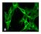 Metabotropic glutamate receptor 4 antibody, 702603, Invitrogen Antibodies, Immunofluorescence image 