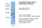 G Protein Subunit Beta 1 Like antibody, 29-553, ProSci, Immunohistochemistry paraffin image 