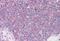 DEAD-Box Helicase 3 X-Linked antibody, MBS242132, MyBioSource, Immunohistochemistry paraffin image 