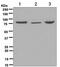 Zyxin antibody, ab109316, Abcam, Western Blot image 