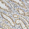 Eukaryotic Translation Initiation Factor 4E antibody, LS-C331949, Lifespan Biosciences, Immunohistochemistry frozen image 