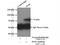 Plastin 3 antibody, 12917-1-AP, Proteintech Group, Immunoprecipitation image 