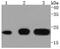 CD81 Molecule antibody, NBP2-67722, Novus Biologicals, Western Blot image 