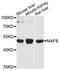 MAF BZIP Transcription Factor B antibody, abx135995, Abbexa, Western Blot image 