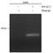 GLI Family Zinc Finger 2 antibody, AF3526, R&D Systems, Western Blot image 