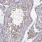Cilia And Flagella Associated Protein 70 antibody, HPA037582, Atlas Antibodies, Immunohistochemistry paraffin image 