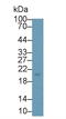 Stanniocalcin 1 antibody, LS-C663733, Lifespan Biosciences, Western Blot image 