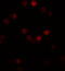Gem Nuclear Organelle Associated Protein 2 antibody, 5823, ProSci, Immunofluorescence image 