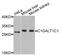 C1GALT1 Specific Chaperone 1 antibody, STJ29727, St John