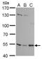 SET Domain Containing 6, Protein Lysine Methyltransferase antibody, MA5-27851, Invitrogen Antibodies, Western Blot image 